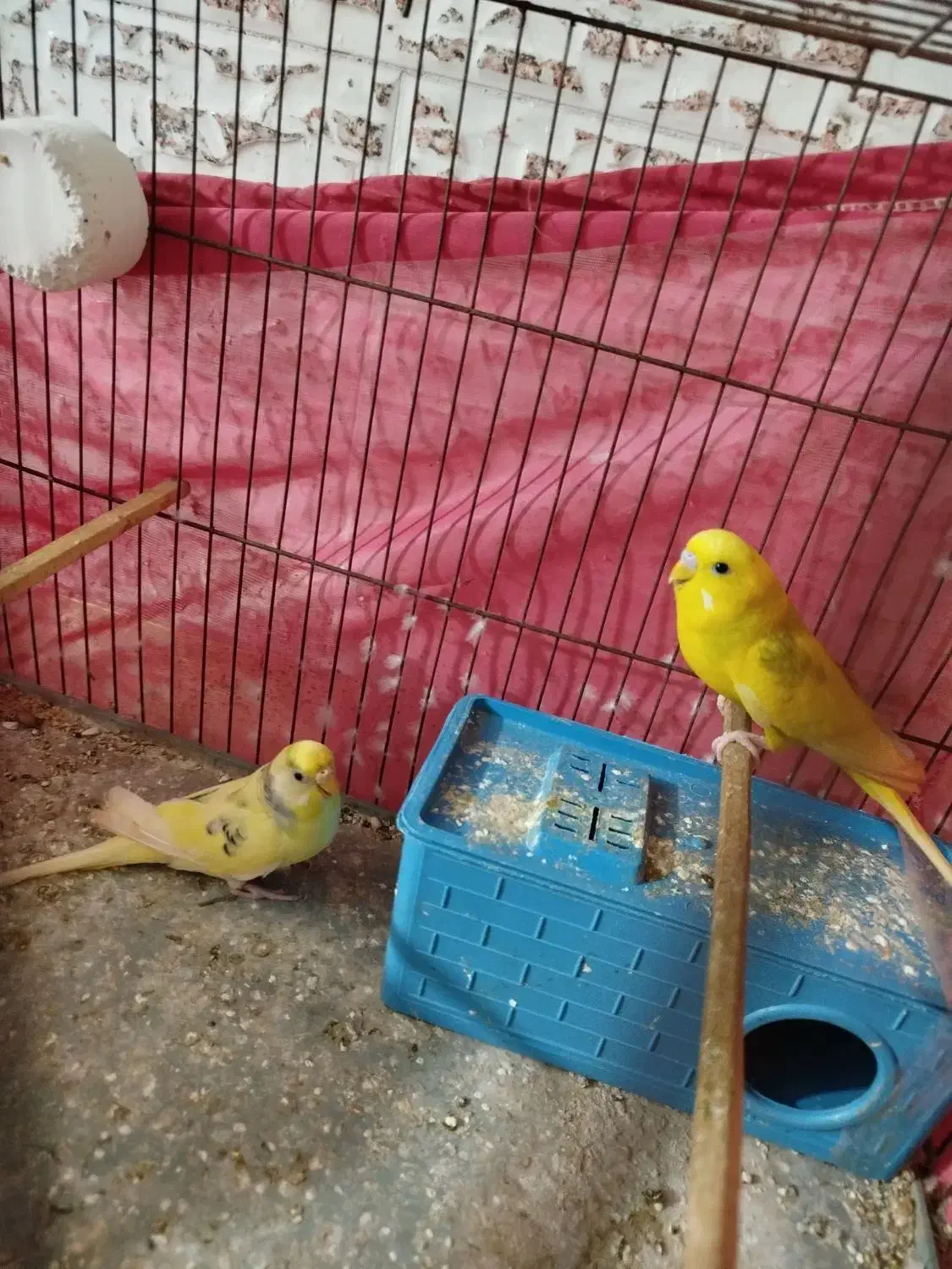 جفت مرغ عشق مولد|پرنده|بندرعباس, |دیوار