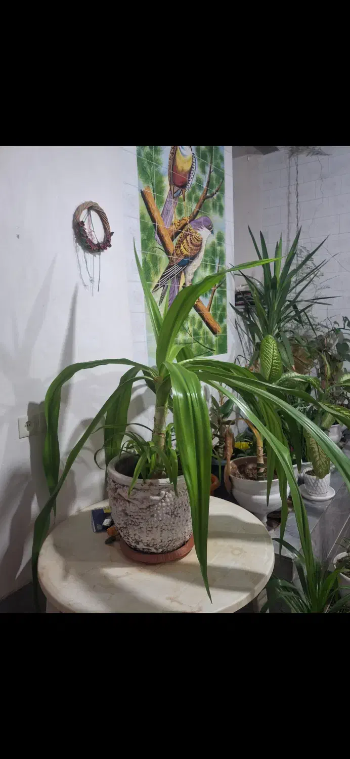 گل ذرتی|گل و گیاه طبیعی|کوار, |دیوار