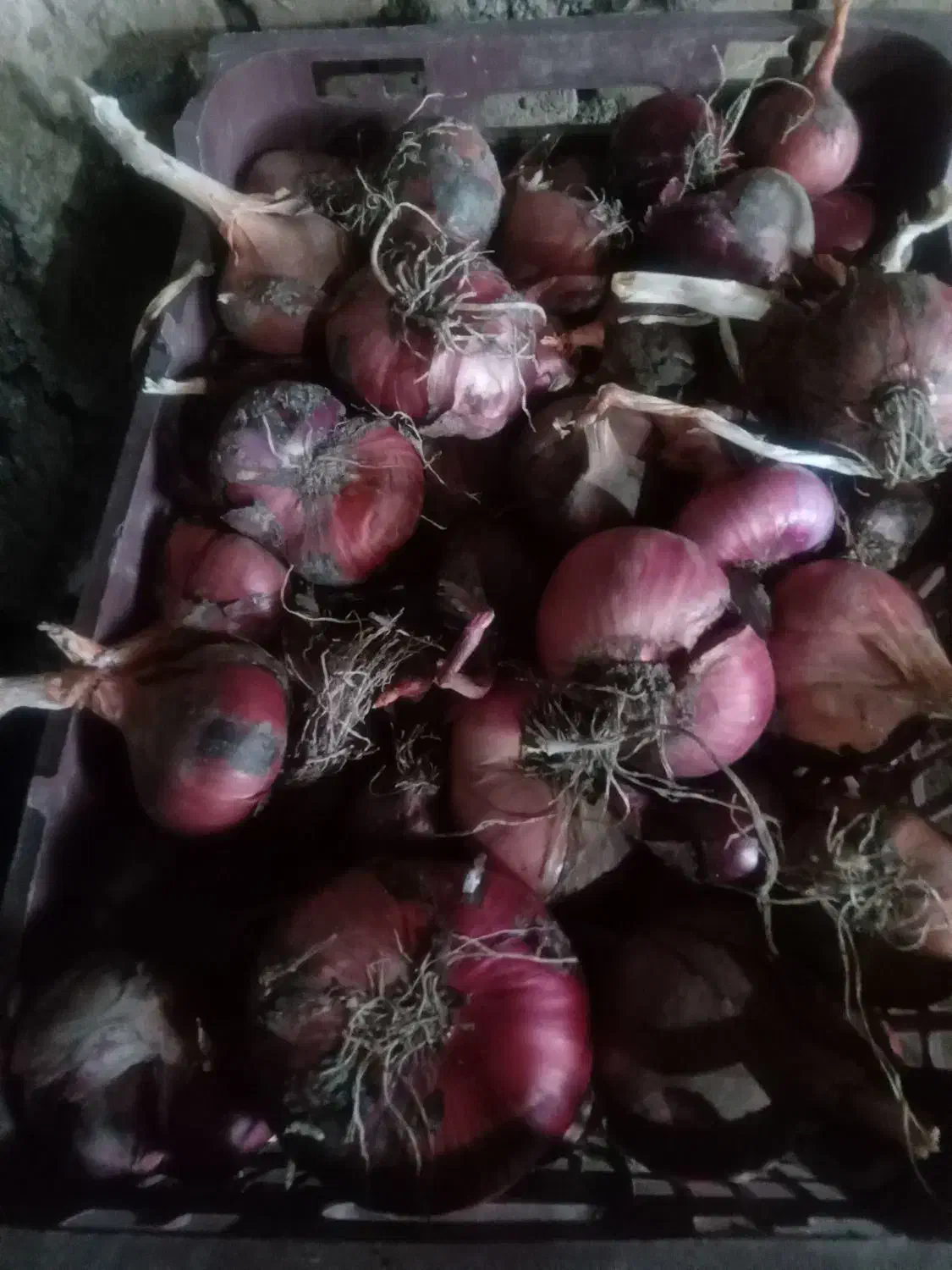 پیاز تازه امسال ۲۰ کیلو و پیاز ترشی و سیر محلی|خوردنی و آشامیدنی|خوی, |دیوار