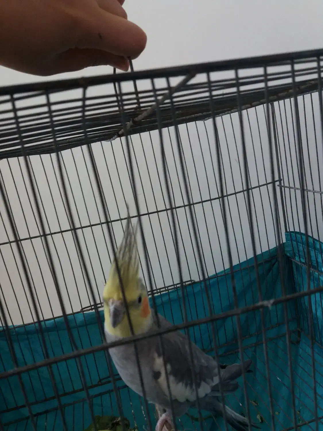 عروس هلندی سخنگو|پرنده|سراب, |دیوار