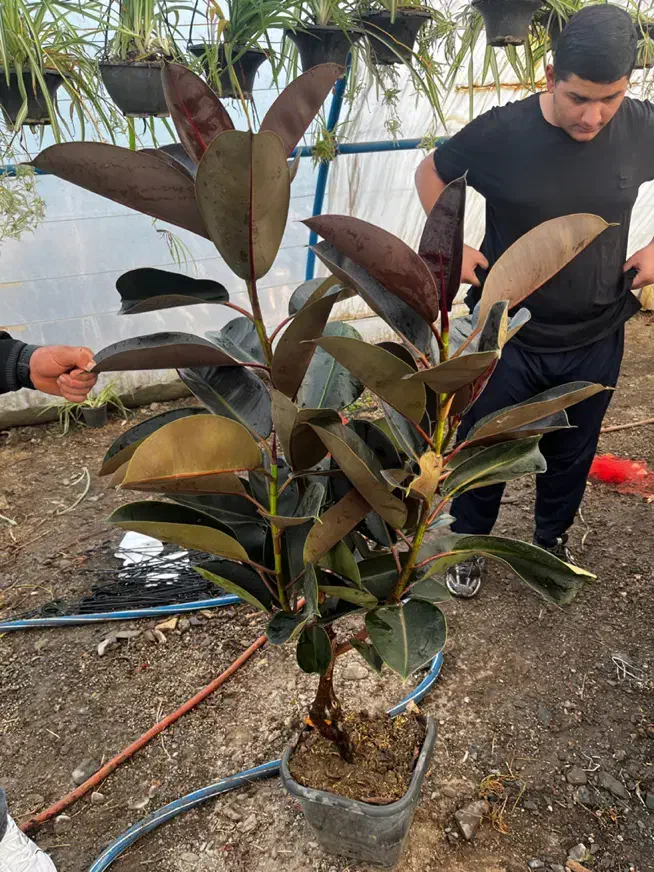 فیکوس جعبه انواع نژاد|گل و گیاه طبیعی|مشهد, الهیه|دیوار