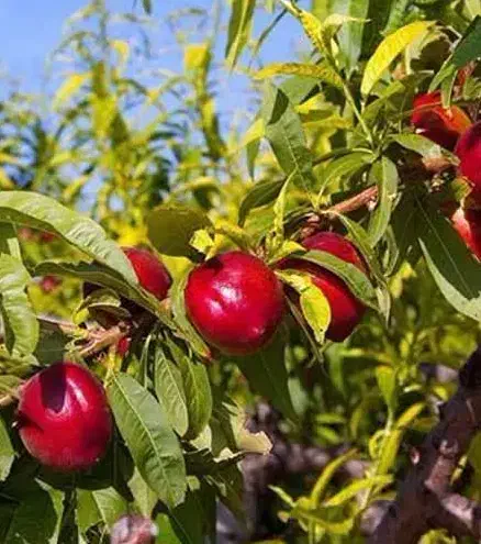 تولیدنهال شلیل رفعتی شناسه دار|خدمات باغبانی و درختکاری|نقده, |دیوار