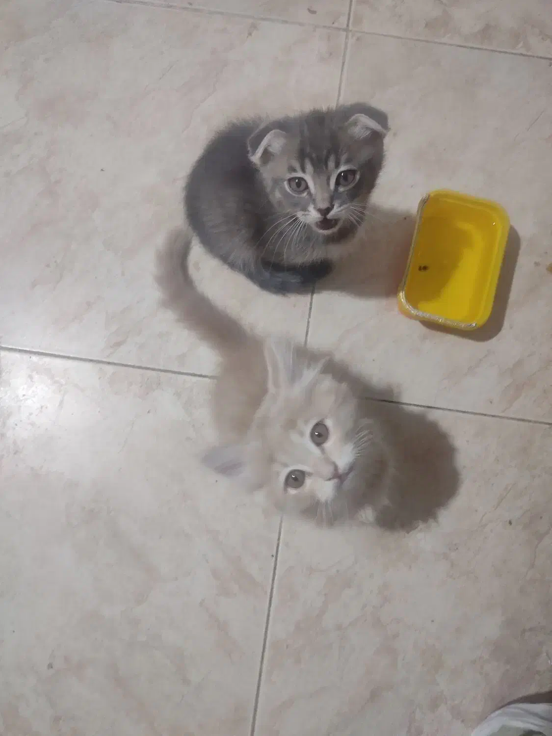 گربه|گربه|باسمنج, |دیوار