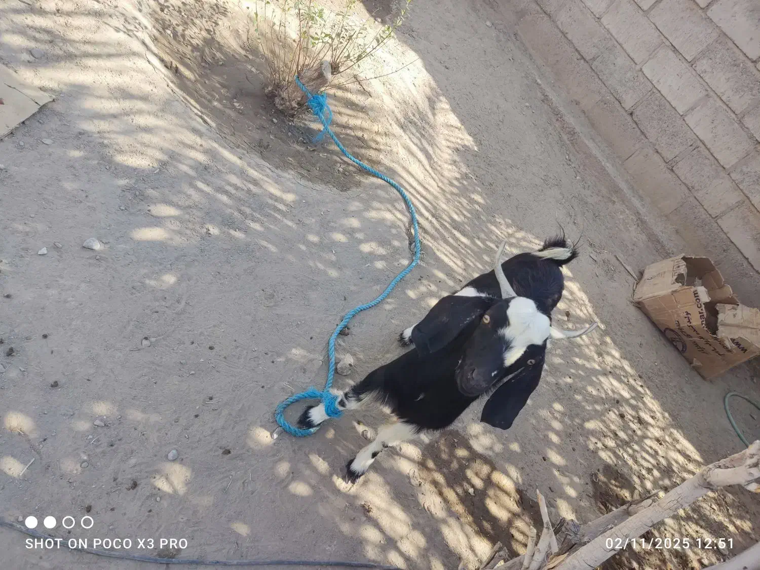 بز نر|حیوانات مزرعه|قلعه گنج, |دیوار