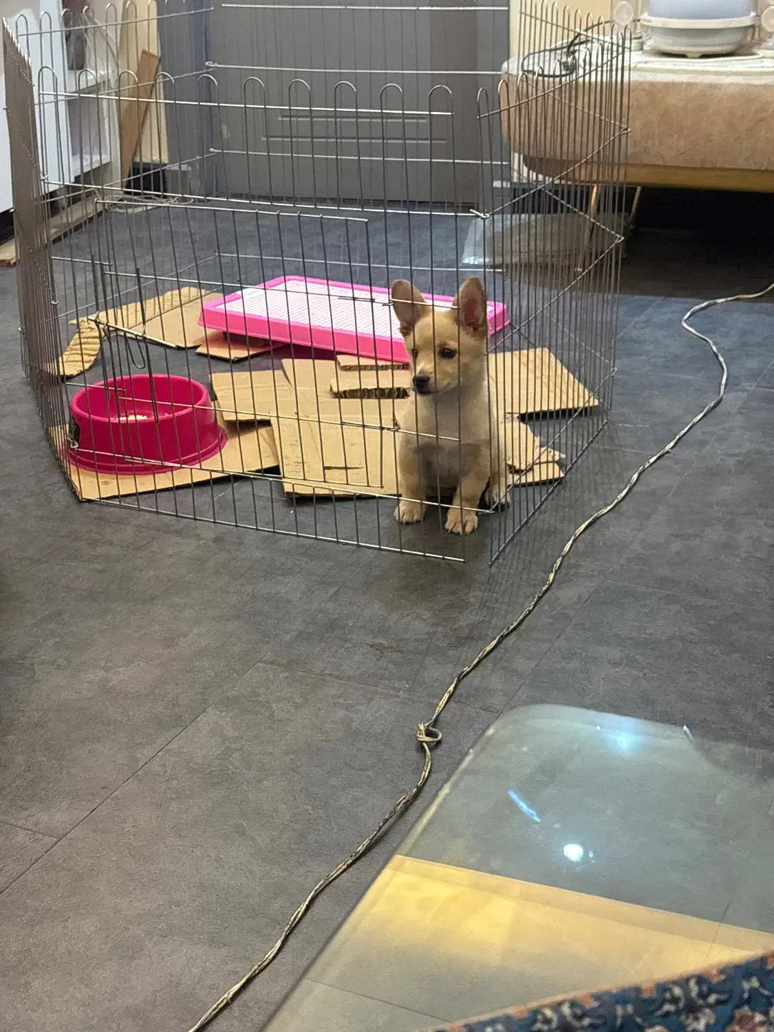 واگذاری سگ اشبیدز ماده ۳ ماهه|سگ|تبریز, |دیوار