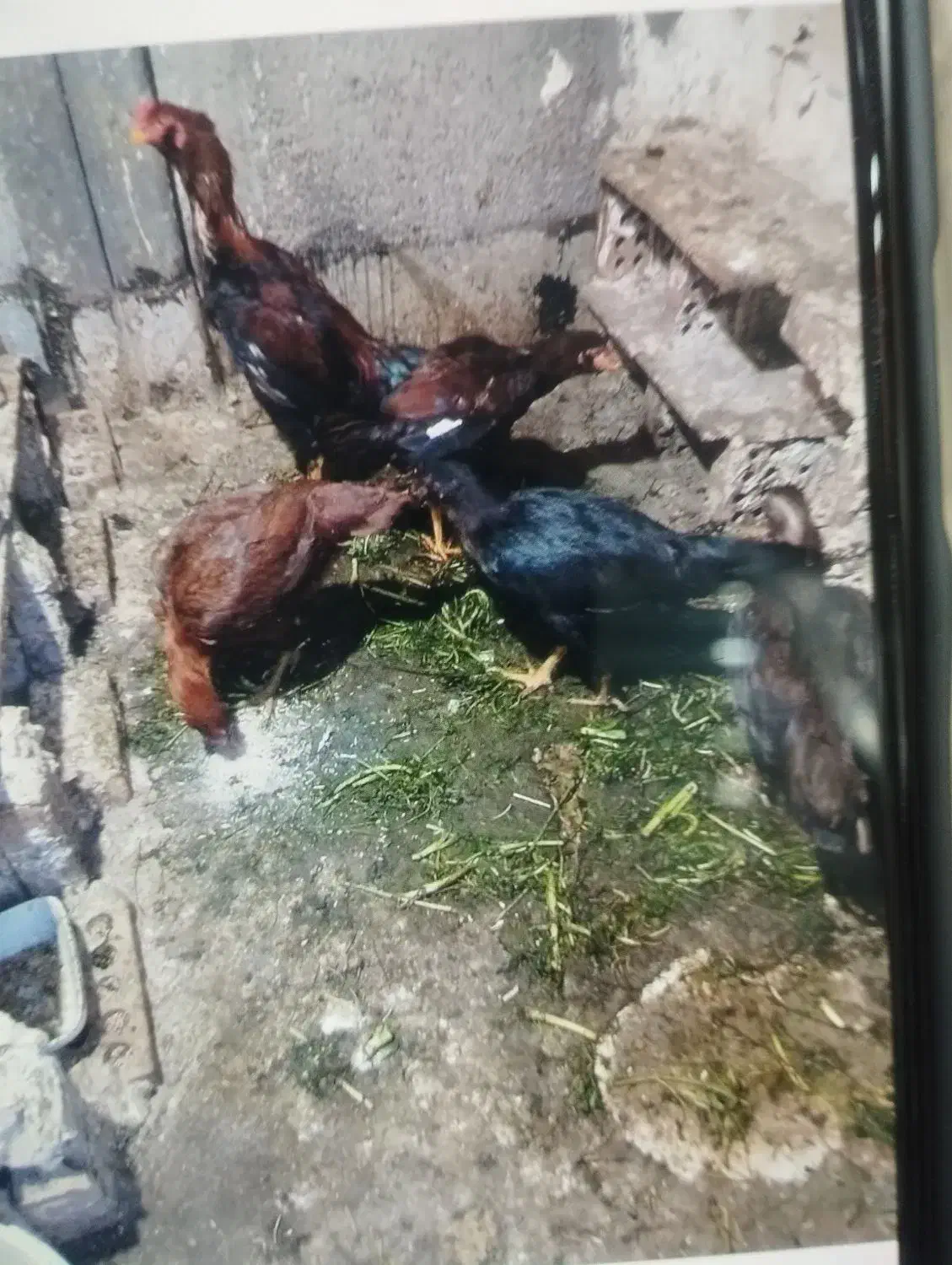 مرغ لاری ۵ تا است سرحال|حیوانات مزرعه|نسیم‌شهر, |دیوار