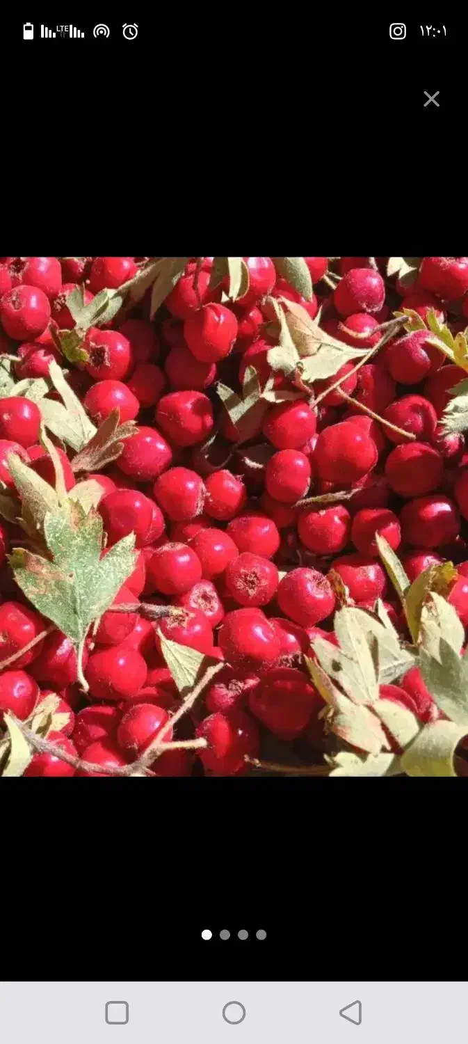 زالزالک تازه|خوردنی و آشامیدنی|قروه, |دیوار