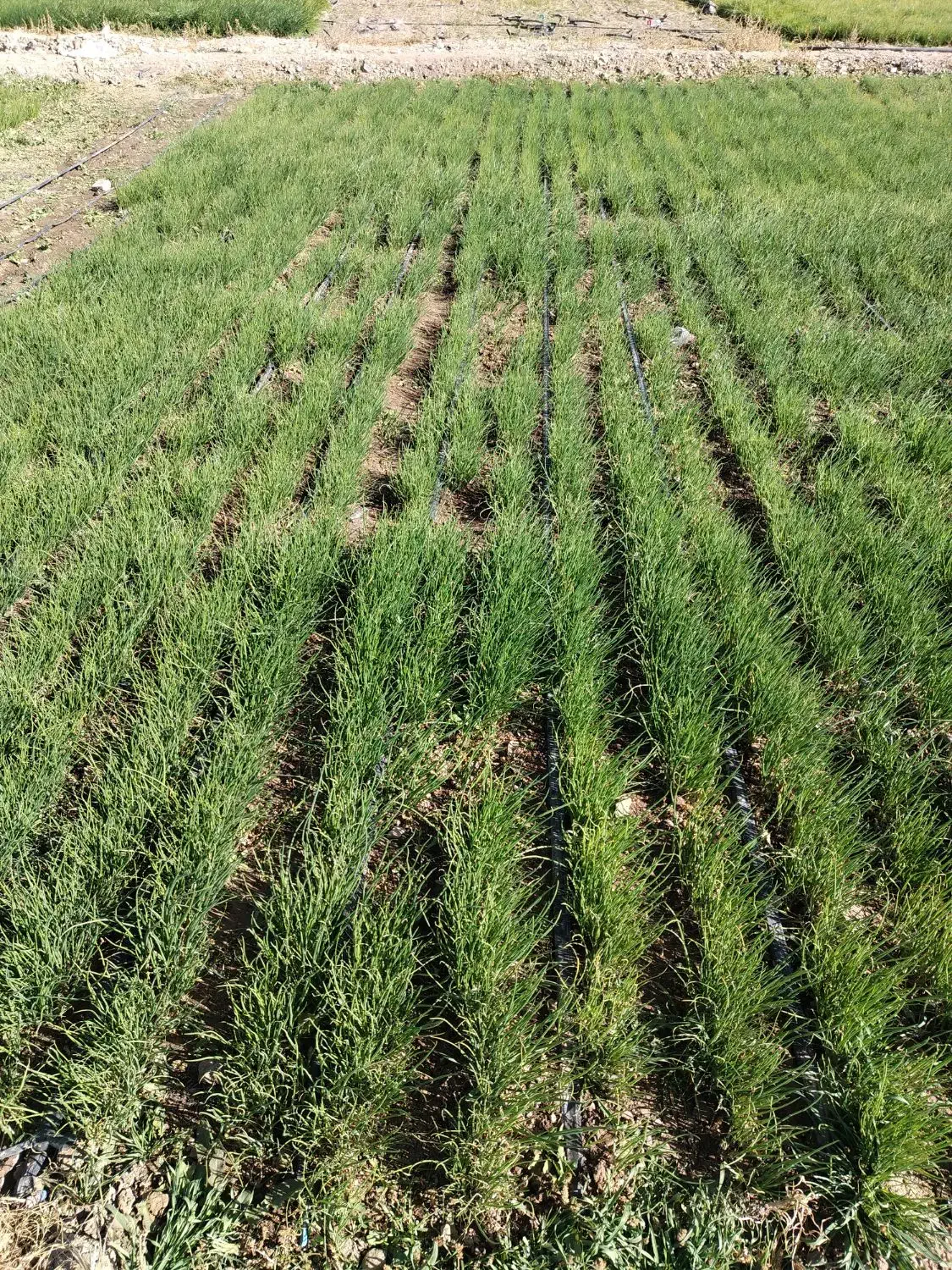 نشا، پیاز مینروا سایروس|گل و گیاه طبیعی|جیرفت, |دیوار