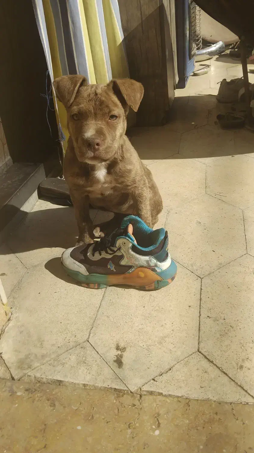 سگ پیتبول|سگ|شیراز, شهرک پرواز|دیوار