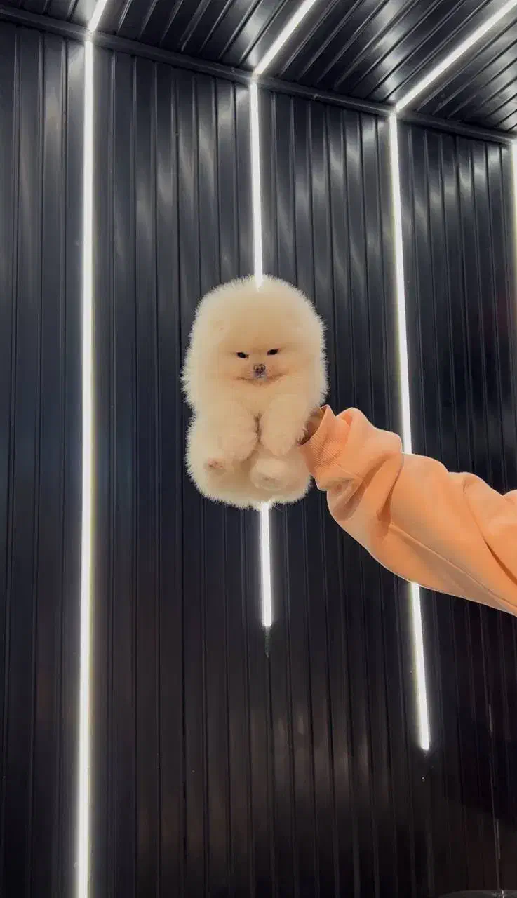 سگ فنجونی سایز صفر|سگ|اصفهان, باغ دریاچه|دیوار