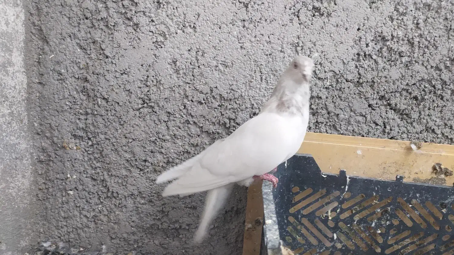 کله دم آبی|پرنده|ایوان, |دیوار