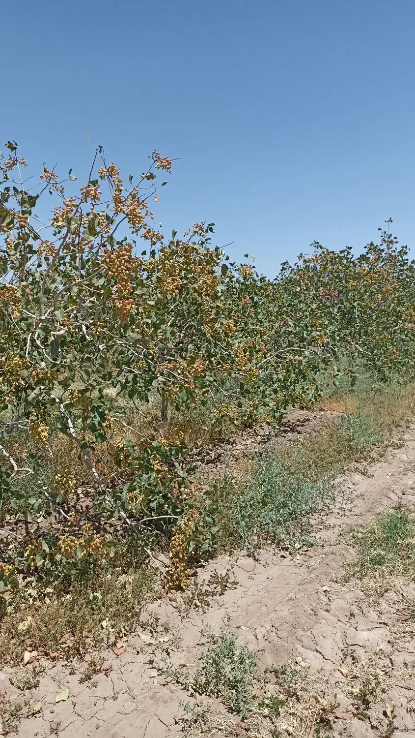 هرس درخت پسته|خدمات باغبانی و درختکاری|سبزوار, قصبه شرقی|دیوار