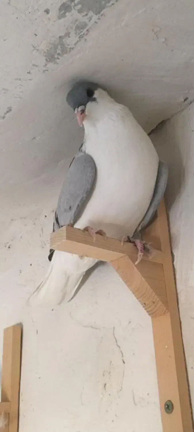 ۵ تا شهری|پرنده|شیراز, ماه فیروزان|دیوار