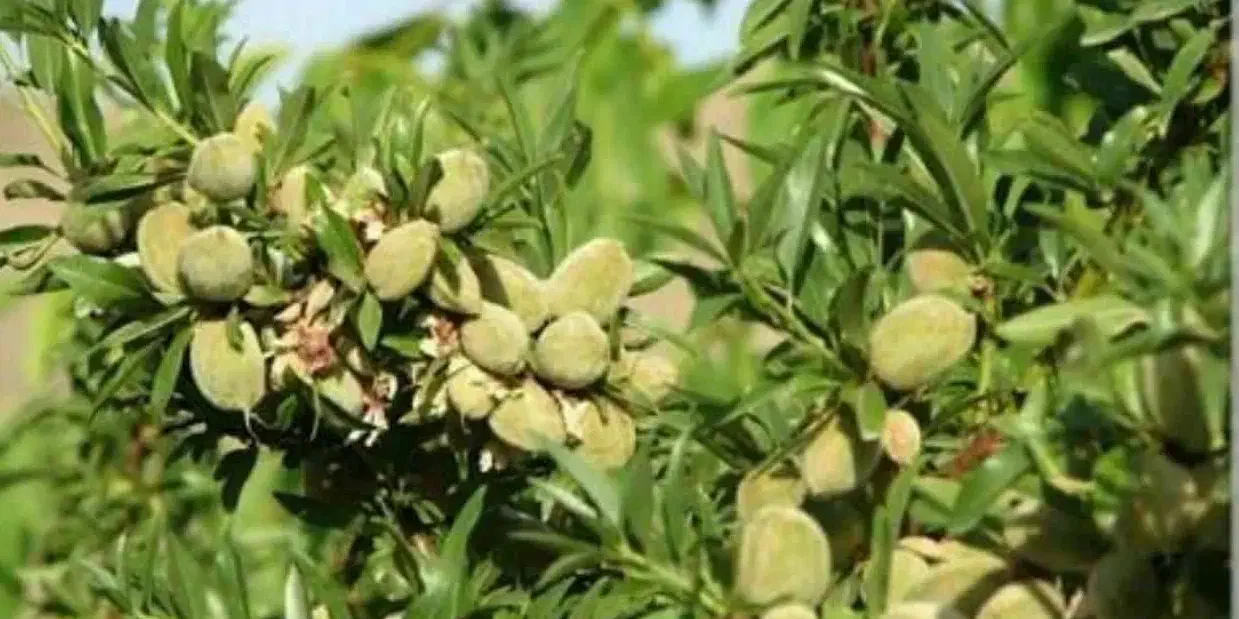 پیش فروش نهال بادام خوشه ای|خدمات باغبانی و درختکاری|اقبالیه, |دیوار