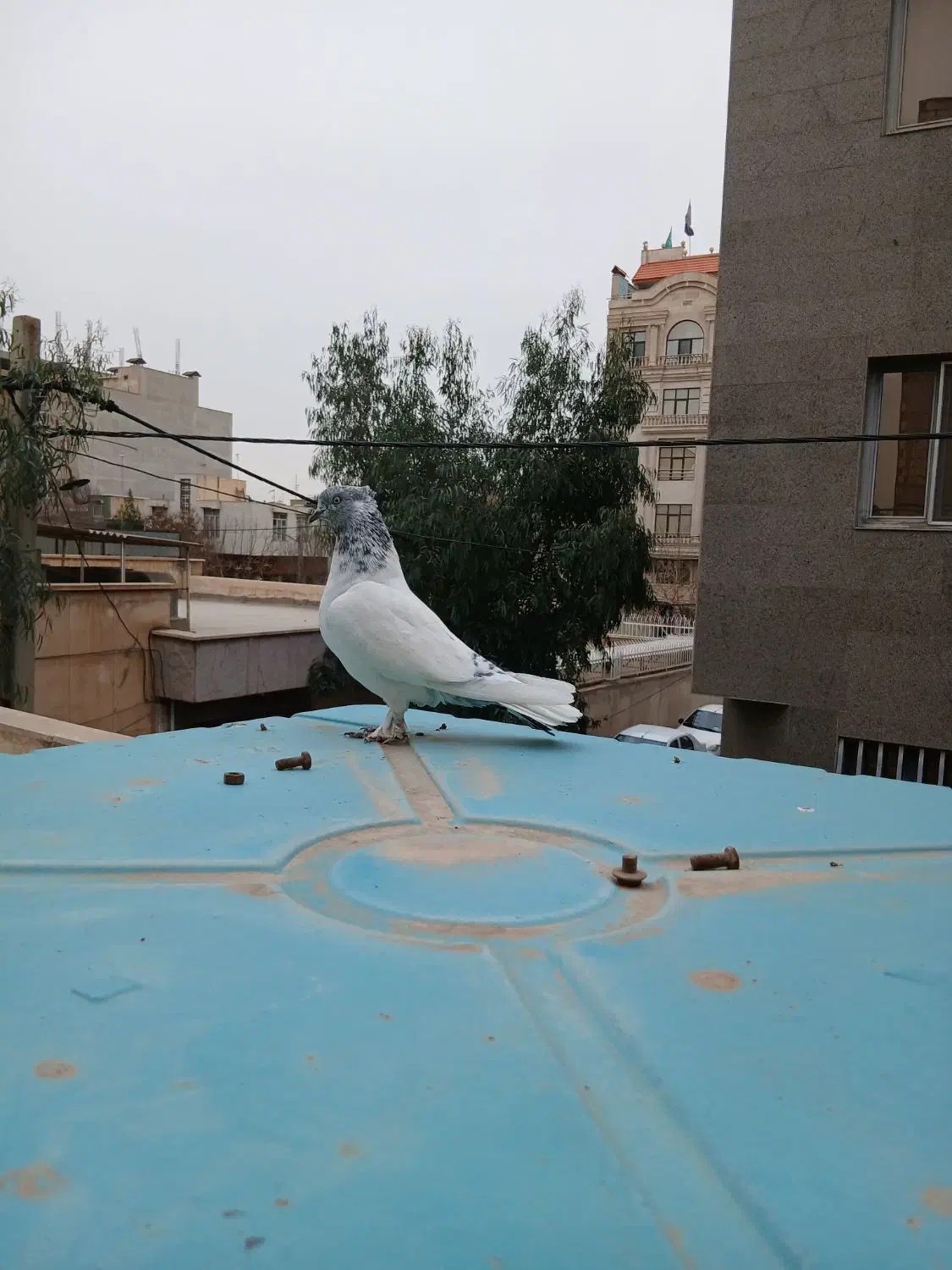 کفتر کلدار ماده مهر|پرنده|قم, باجک یک|دیوار