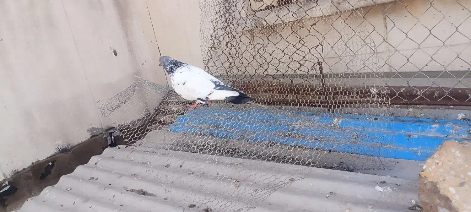 شیخ|حیوانات|آبادان, |دیوار