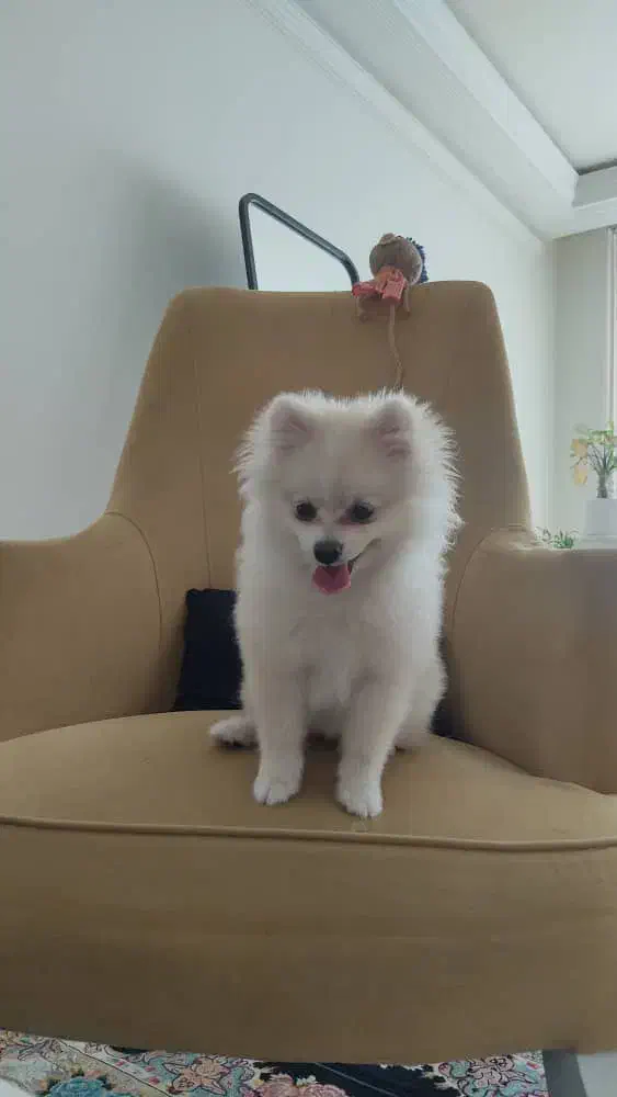 سگ پامرین|سگ|مبارکه, |دیوار