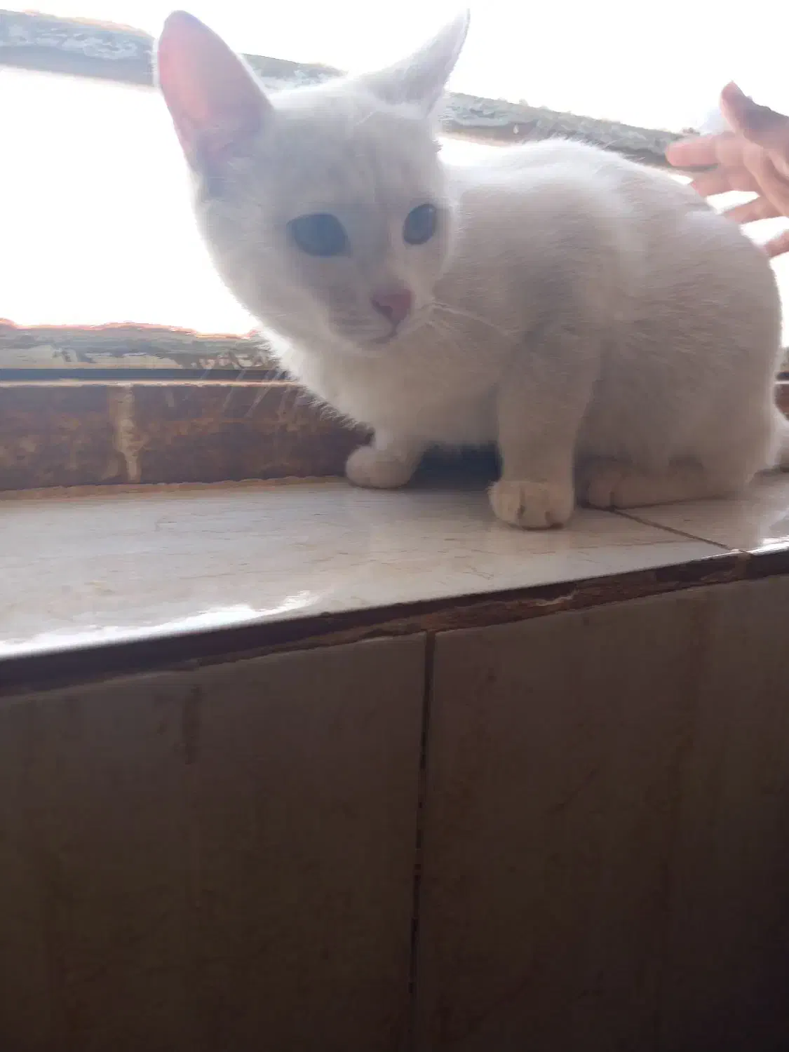 گربه|گربه|نیشابور, دارایی|دیوار