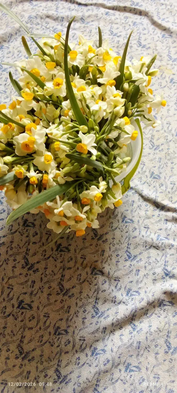 گل نرگس|گل و گیاه طبیعی|بیرجند, |دیوار