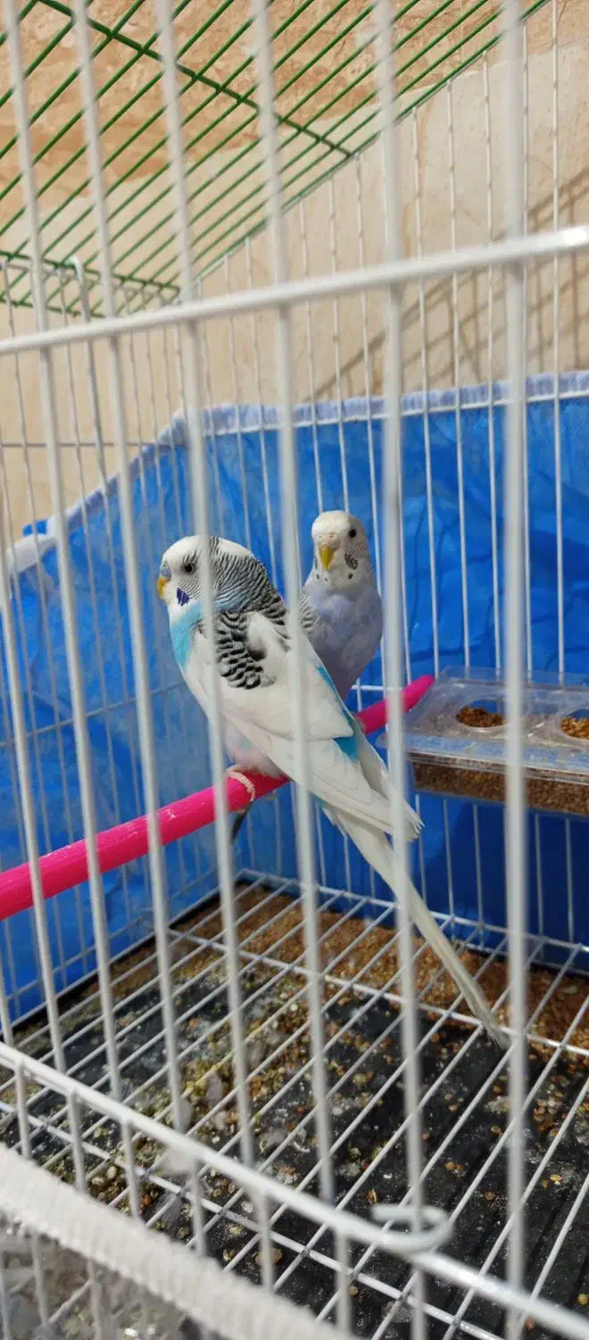 یک جفت مرغ عشق آماده خوش رنگ|پرنده|اهر, |دیوار