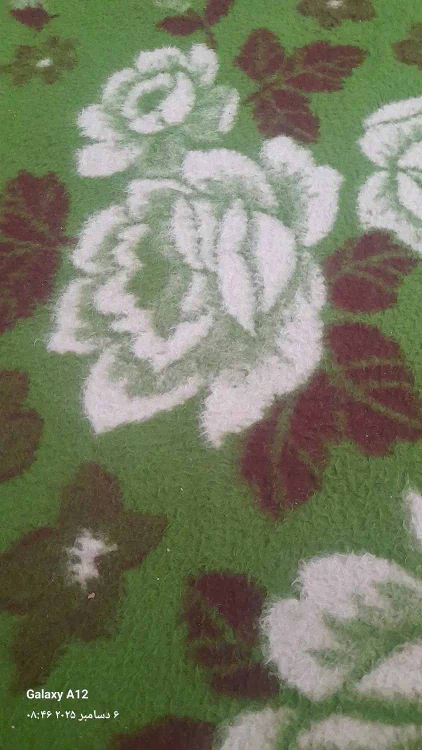 یه مرغ پیدا کردم|حیوانات|یزد, |دیوار