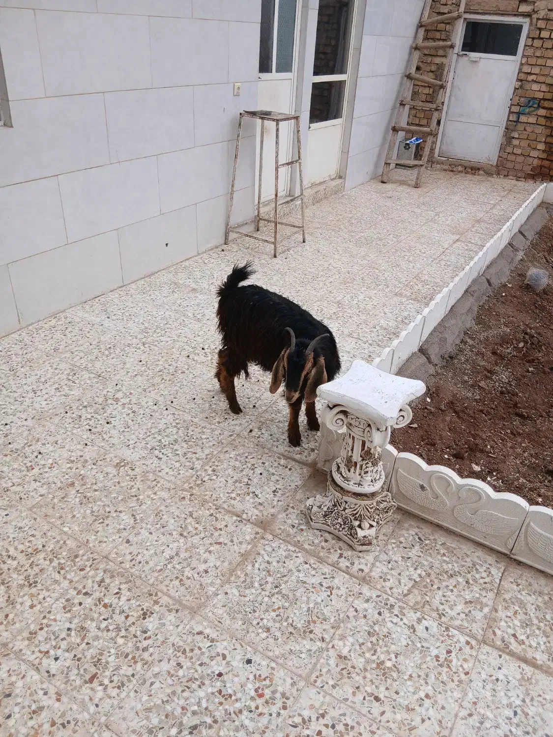 بزغاله|حیوانات مزرعه|قزوین, |دیوار