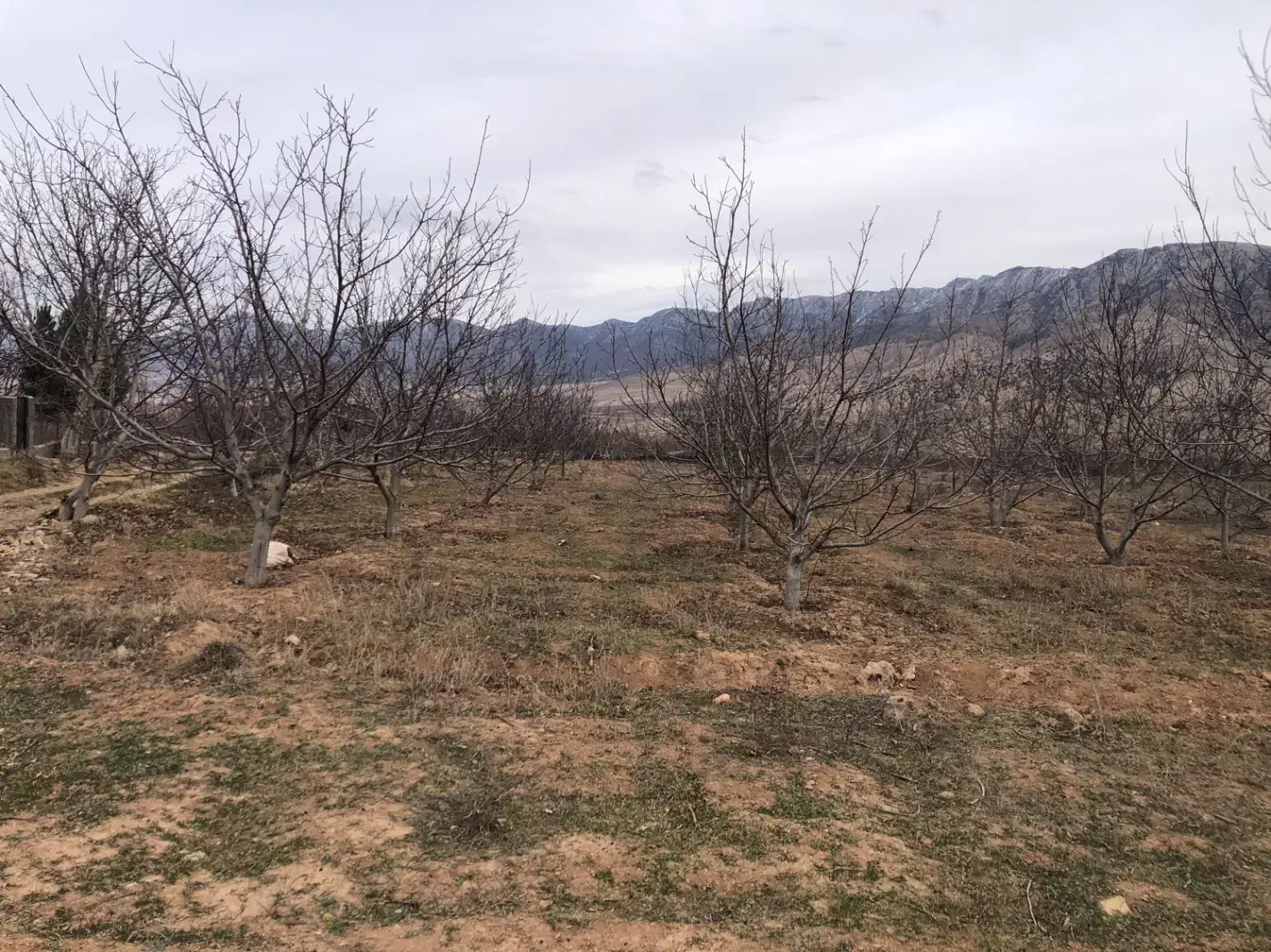 زمین کشاورزی و ویلایی در تلمادره|فروش زمین و ملک کلنگی|کیاسر, |دیوار