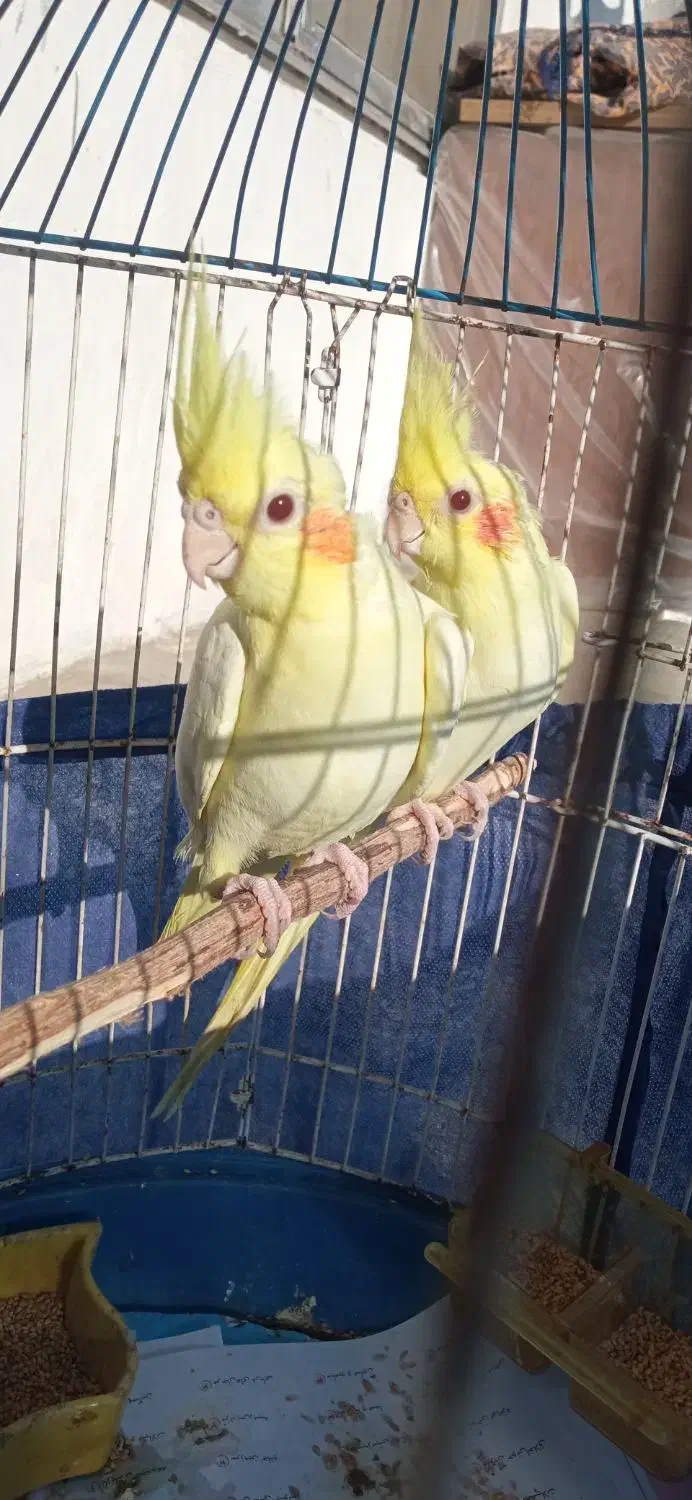 عروس هلندی لوتینو|پرنده|رشت, حومه رشت|دیوار