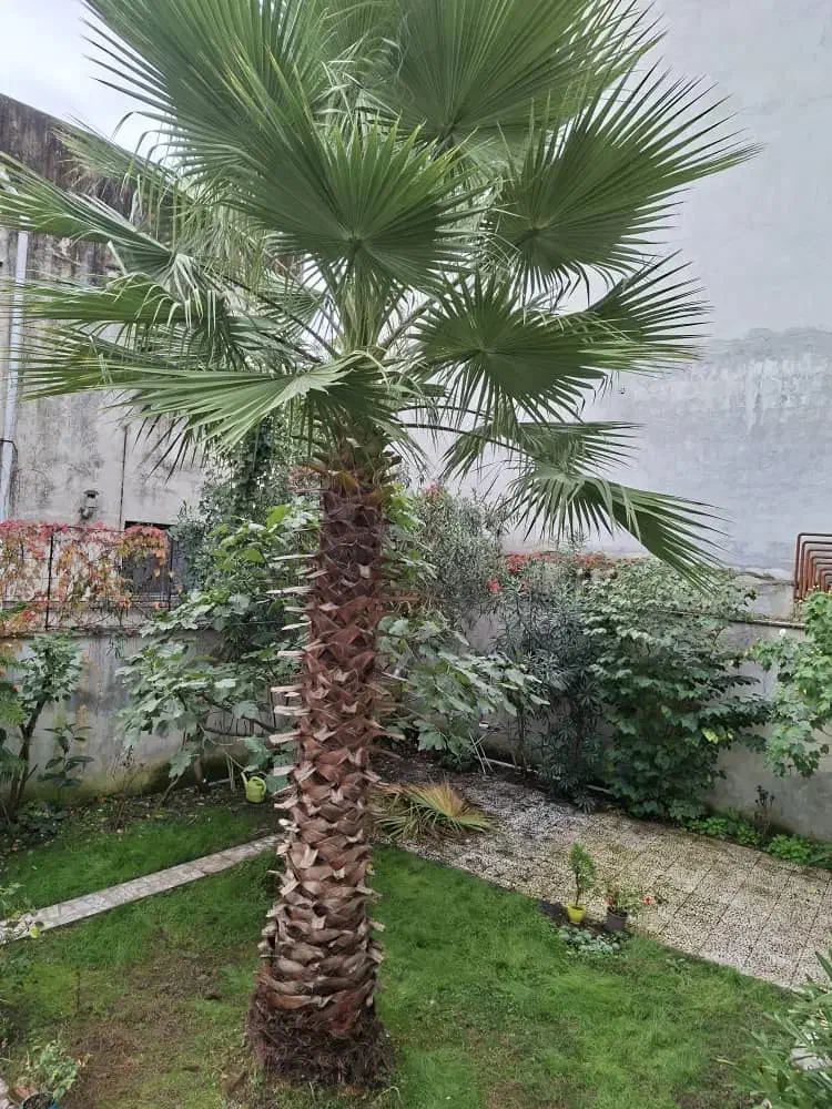 فروش نخل پالم بادبزنی|گل و گیاه طبیعی|آستارا, |دیوار