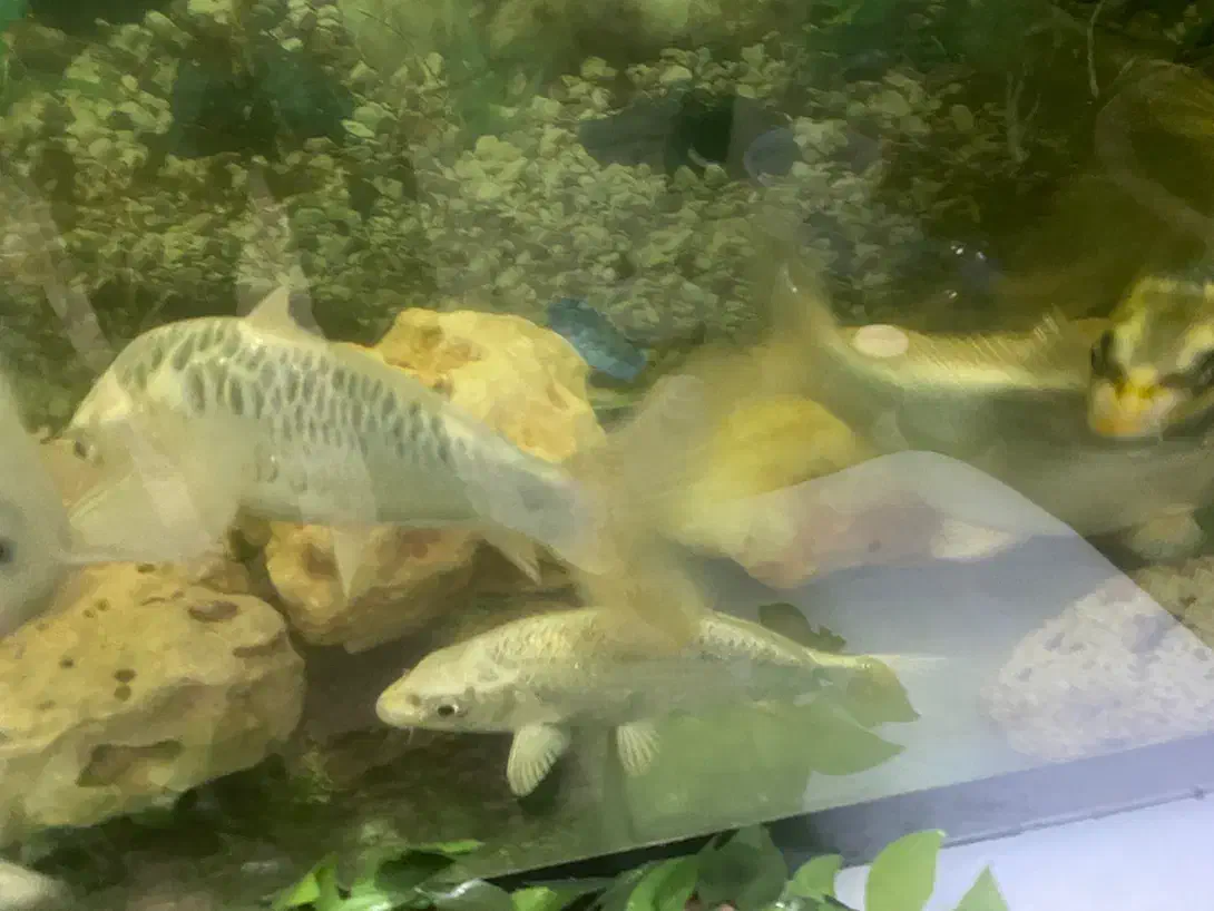 ماهی کوی نقره ای زیبا و سالم و سرحال به شرط|ماهی|تهران, دروازه شمیران|دیوار