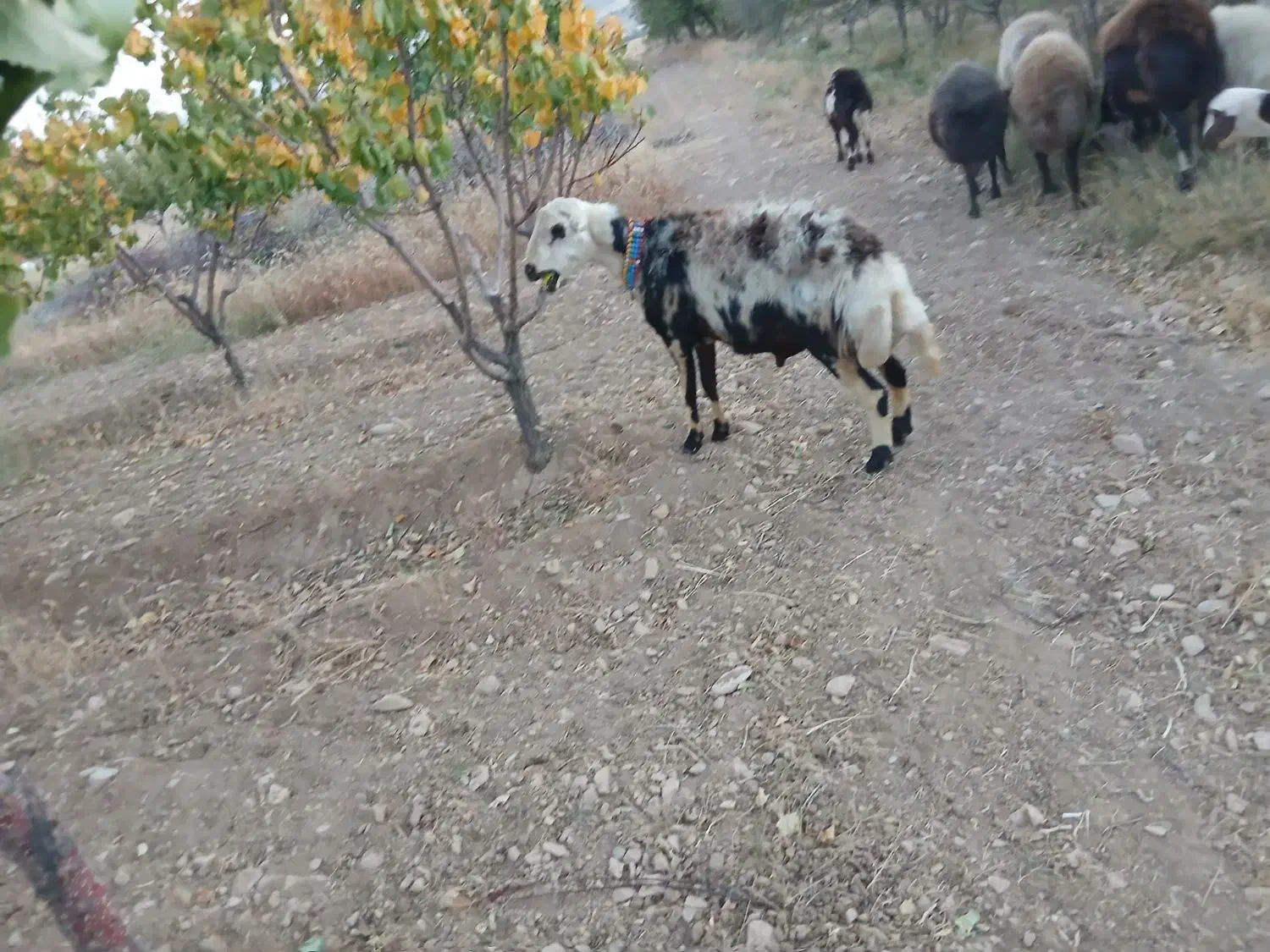 بره قوچ پلنگی خالسیاه اصل|حیوانات مزرعه|شازند, |دیوار