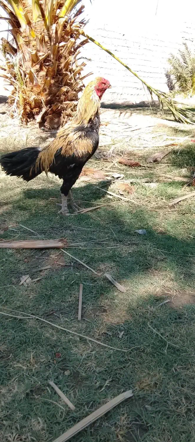 مرغ خروس|حیوانات مزرعه|بمپور, |دیوار