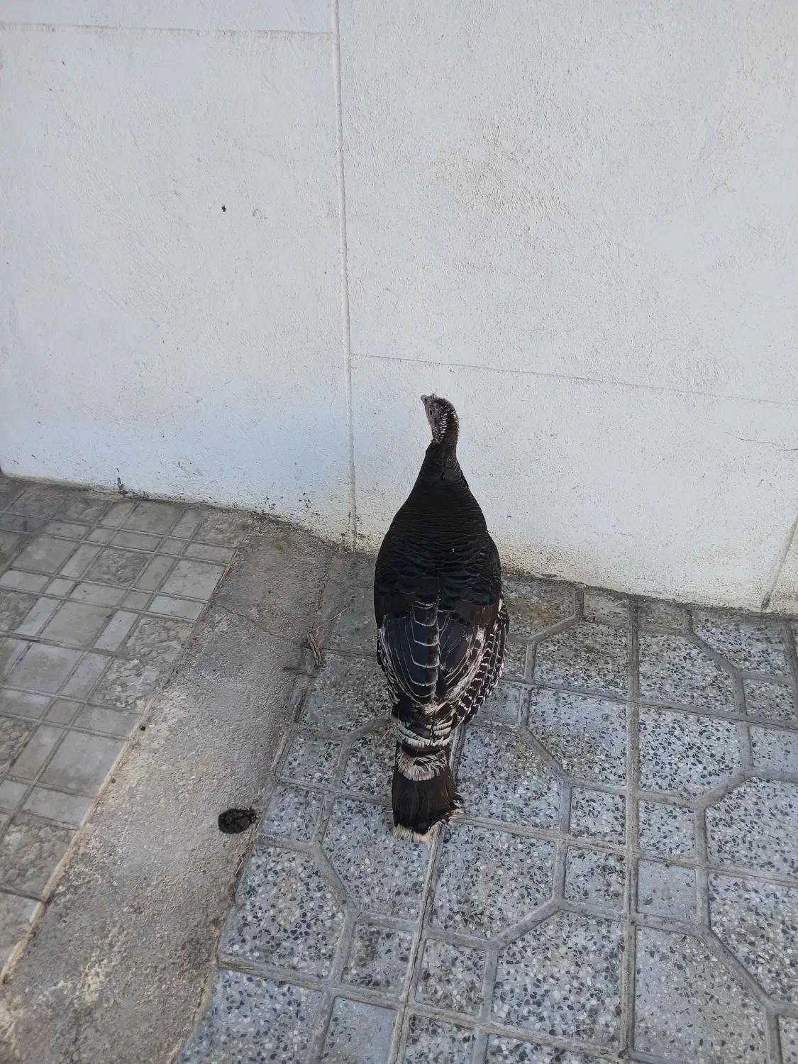 بوقلمون|حیوانات مزرعه|خرمدره, |دیوار