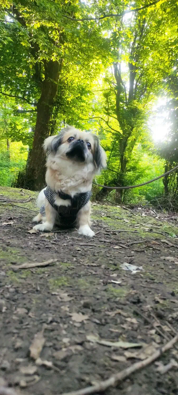 واگذاری سگ|سگ|مهدی شهر, |دیوار