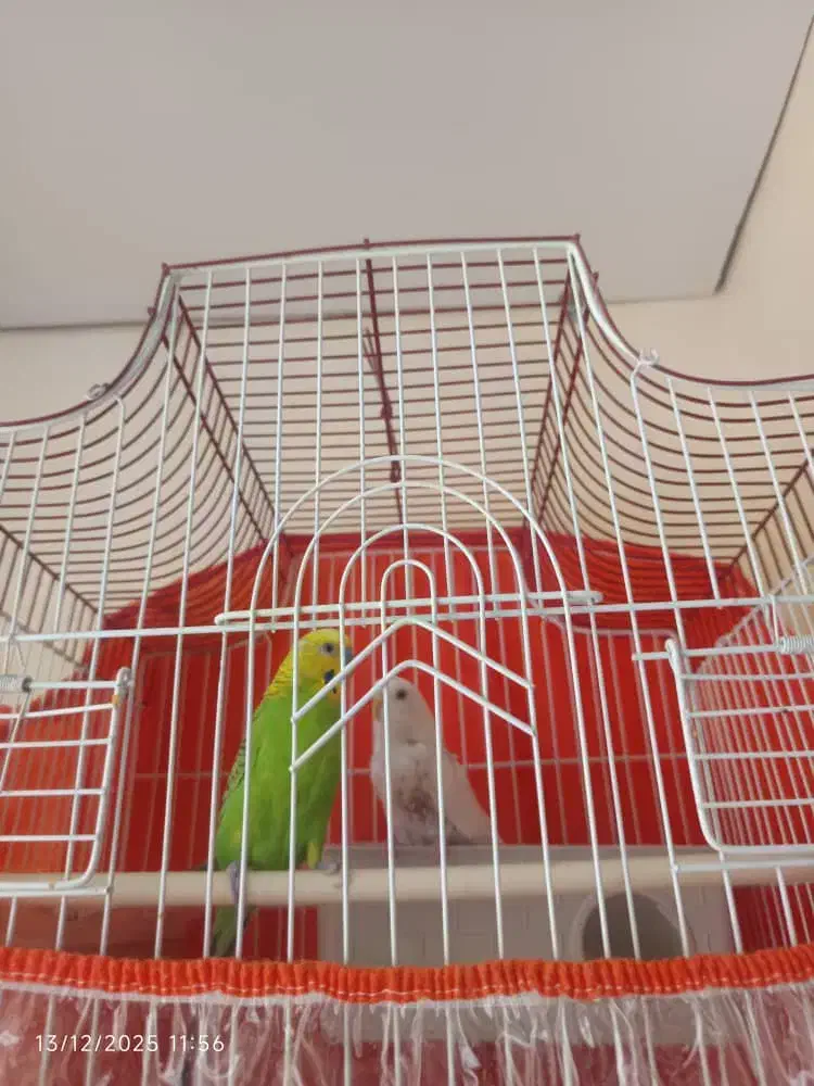 مرغ عشق|پرنده|زرند, |دیوار