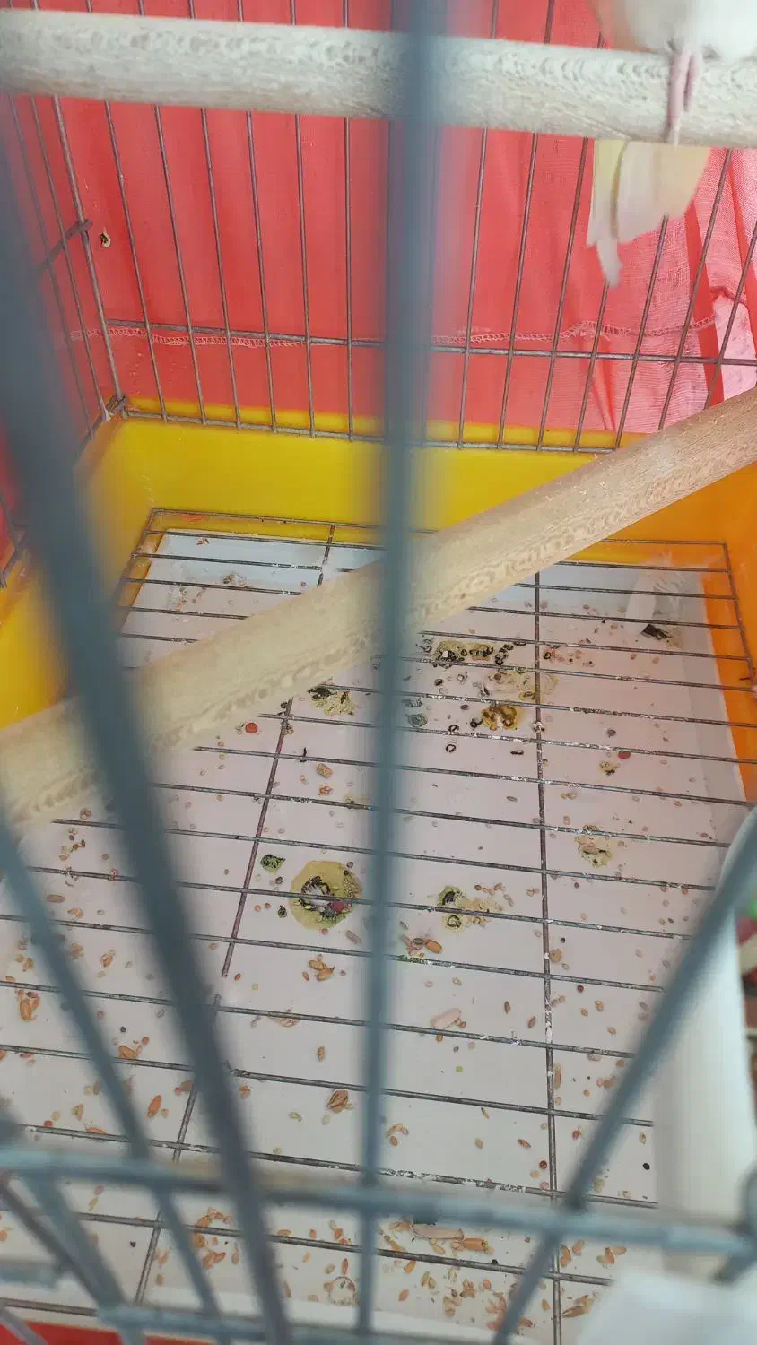 کبوتر غریب سرخ|پرنده|پرند, فاز ۴|دیوار