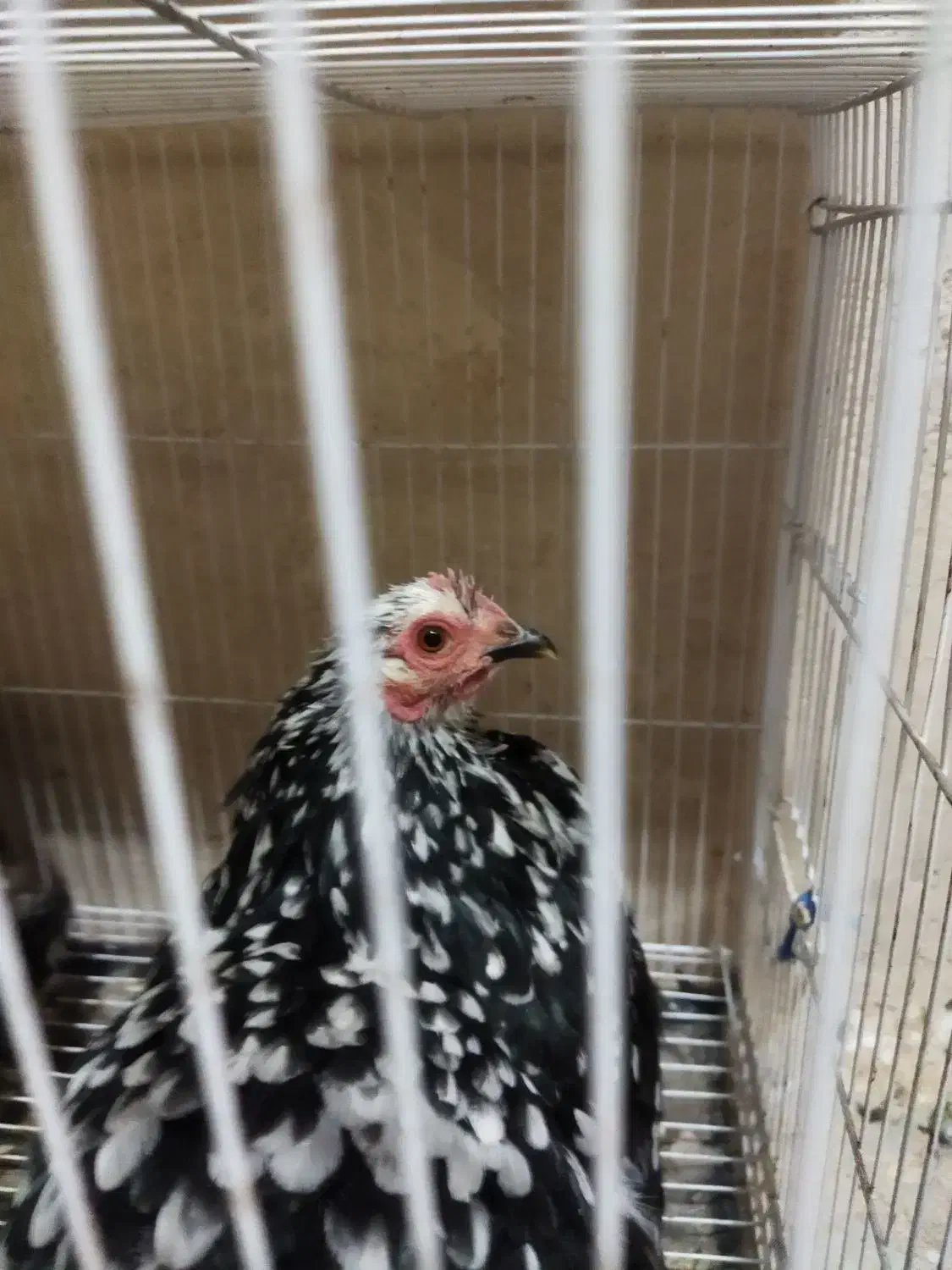 مرغ و خروس کوشین|حیوانات مزرعه|کاشمر, |دیوار