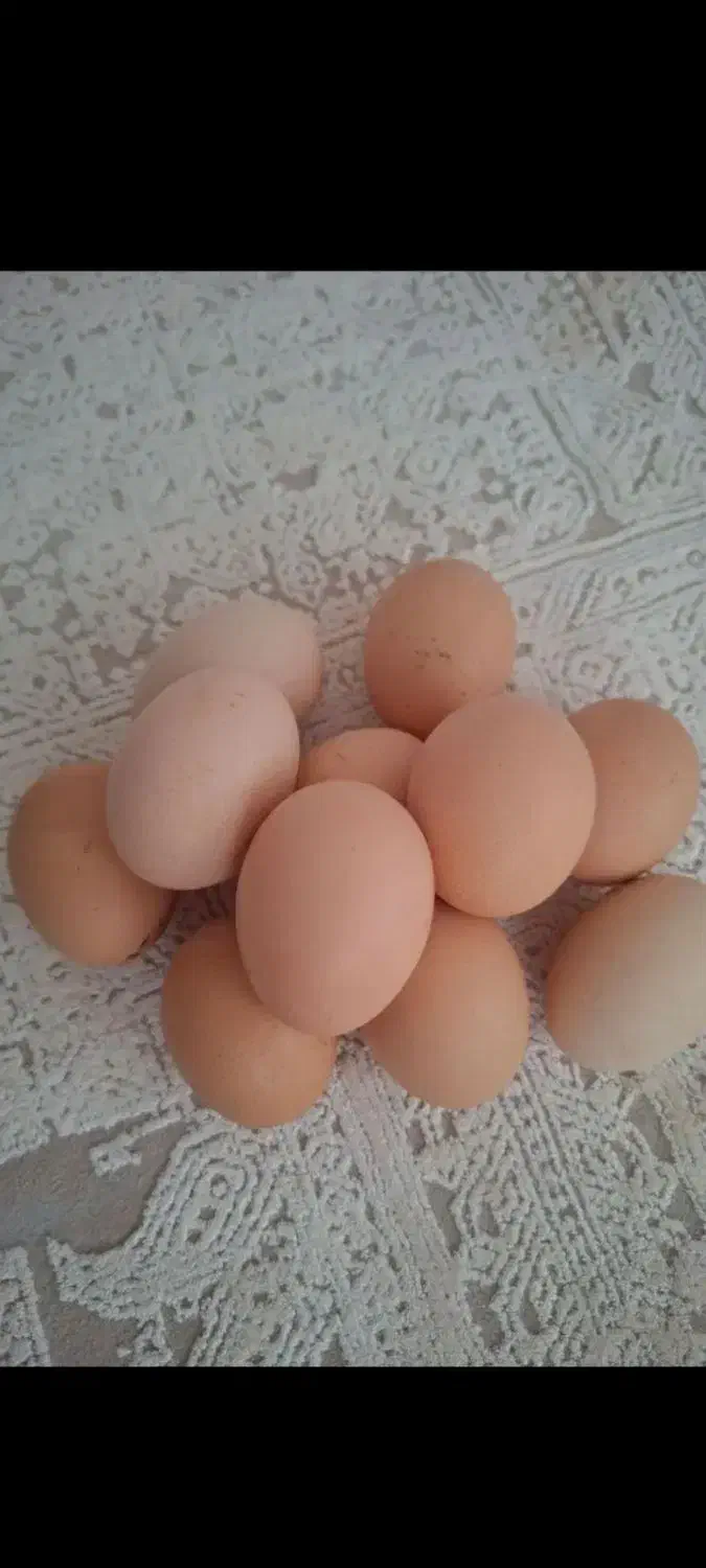 تخم مرغ محلی|خوردنی و آشامیدنی|تهران, میدان میوه و تره‌بار مرکزی|دیوار