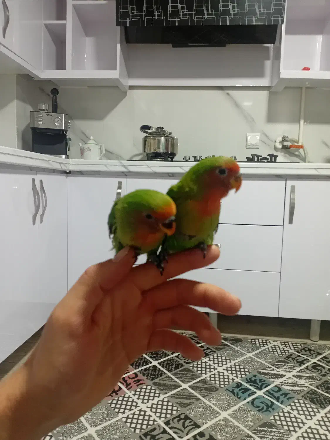 پرنده|پرنده|الوند, |دیوار