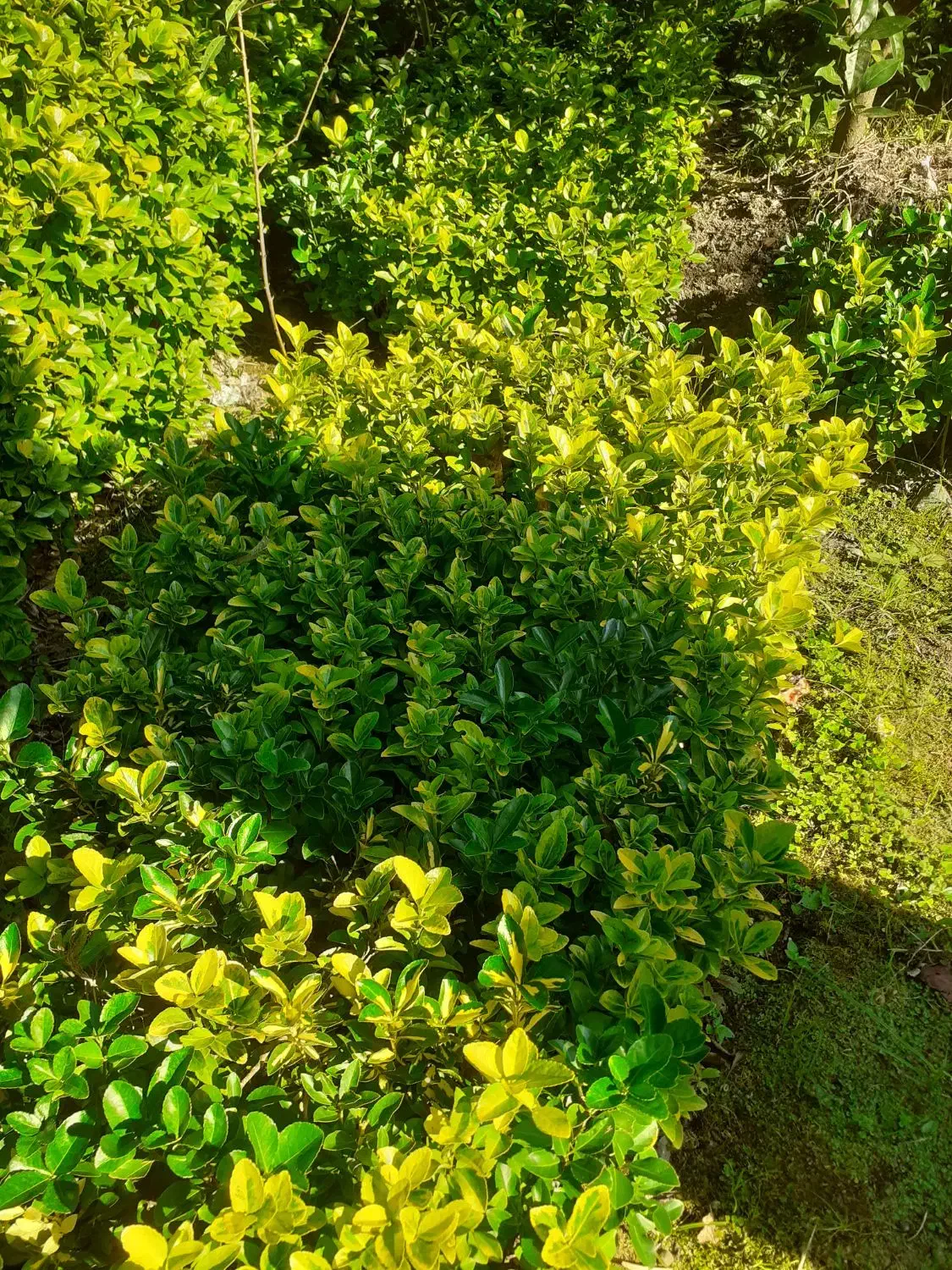 فروش شمشاد|گل و گیاه طبیعی|رانکوه, |دیوار