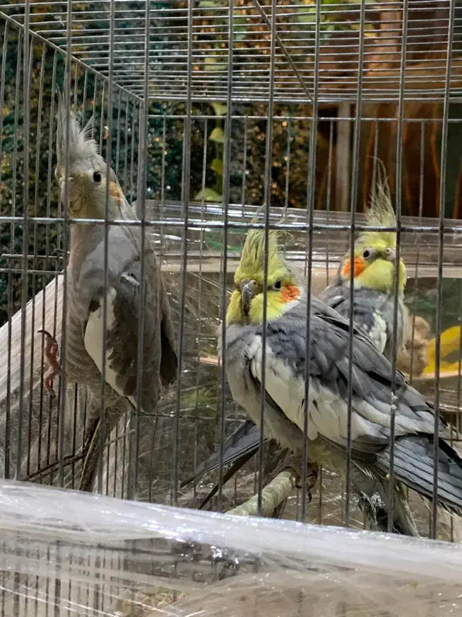 معاوضه با جفت کبوتر|پرنده|تهران, تهرانسر غربی|دیوار