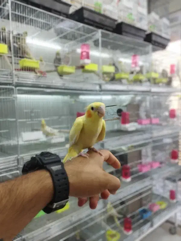 عروس هلندی پرورشگاه طوطیسان|پرنده|خمینیشهر, |دیوار