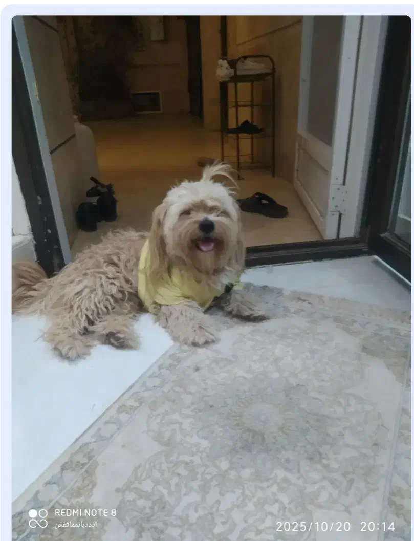 سگ پشمالو پاکوتاه|سگ|آران و بیدگل, |دیوار