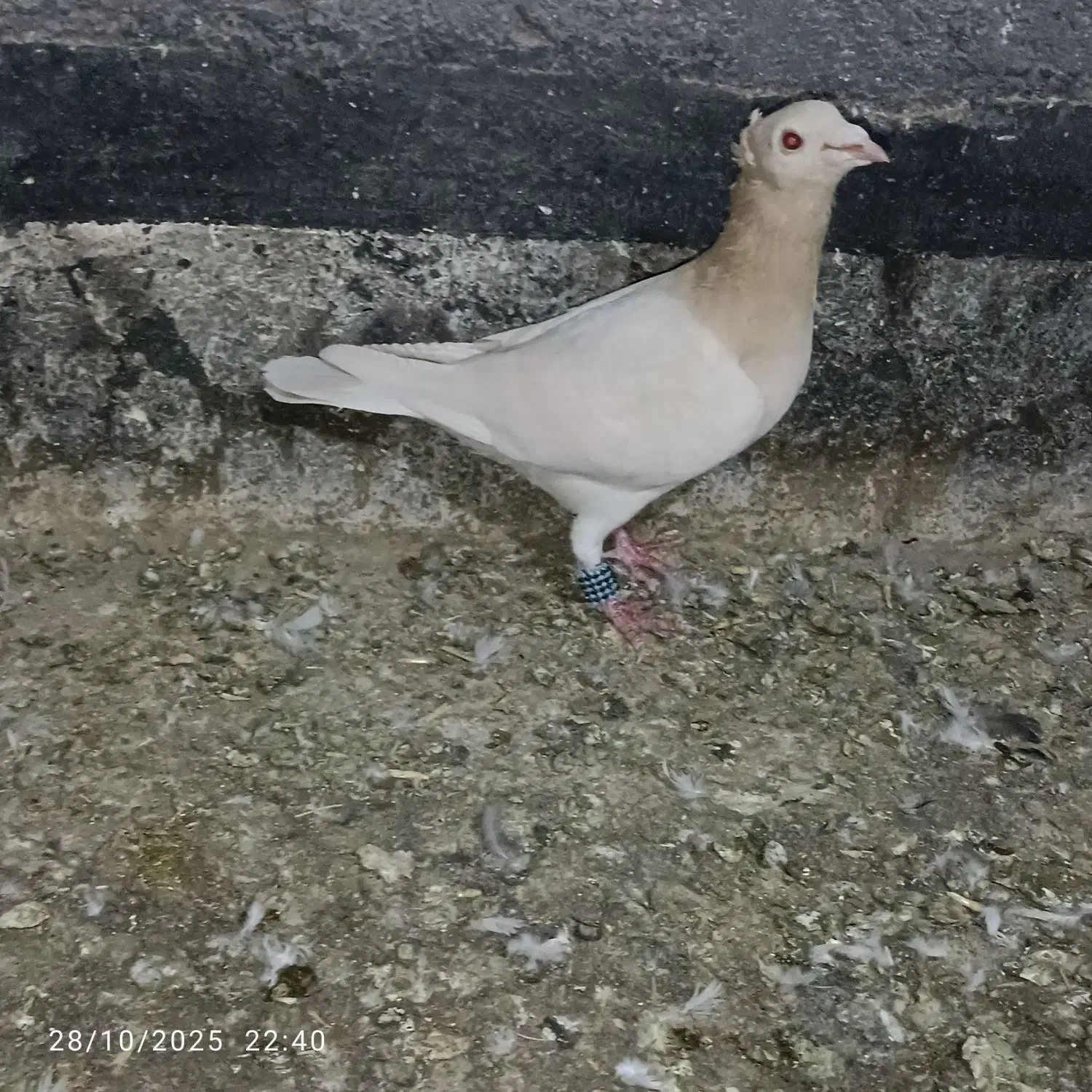 کله همانر|پرنده|جوین, |دیوار