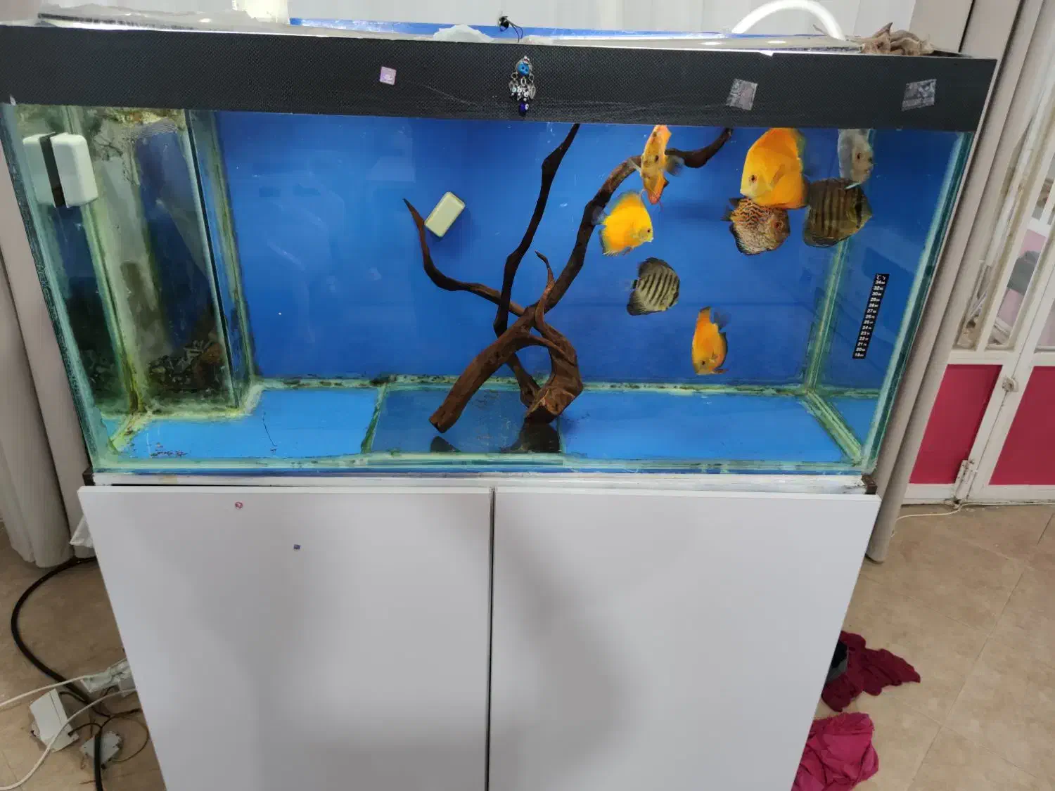 آکواریوم دیسکس|ماهی|خرم‌آباد, |دیوار