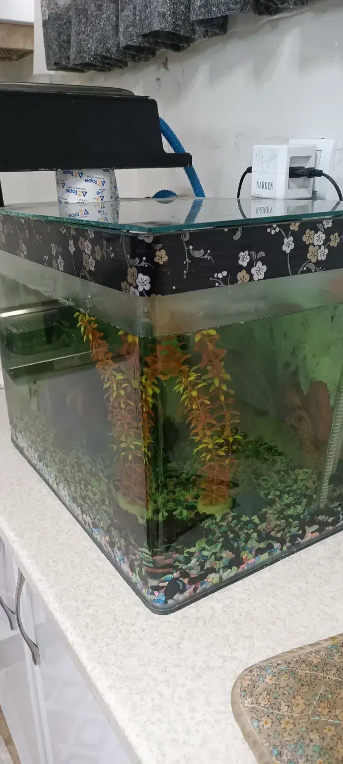 آکواریوم شیشه خم|ماهی|پاکدشت, پاکدشت (مامازند)|دیوار