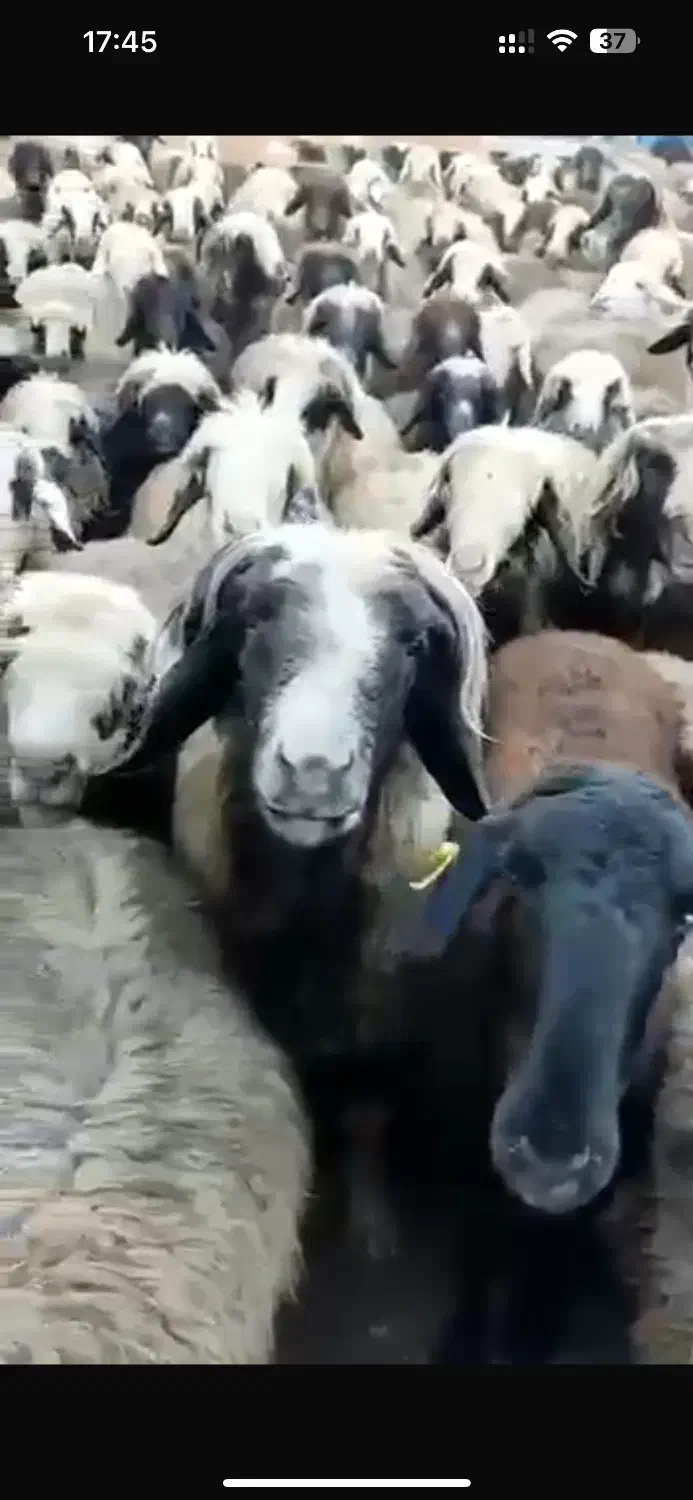 میش بختیاری درجه یک|حیوانات مزرعه|مرودشت, بیست متری بیمارستان|دیوار