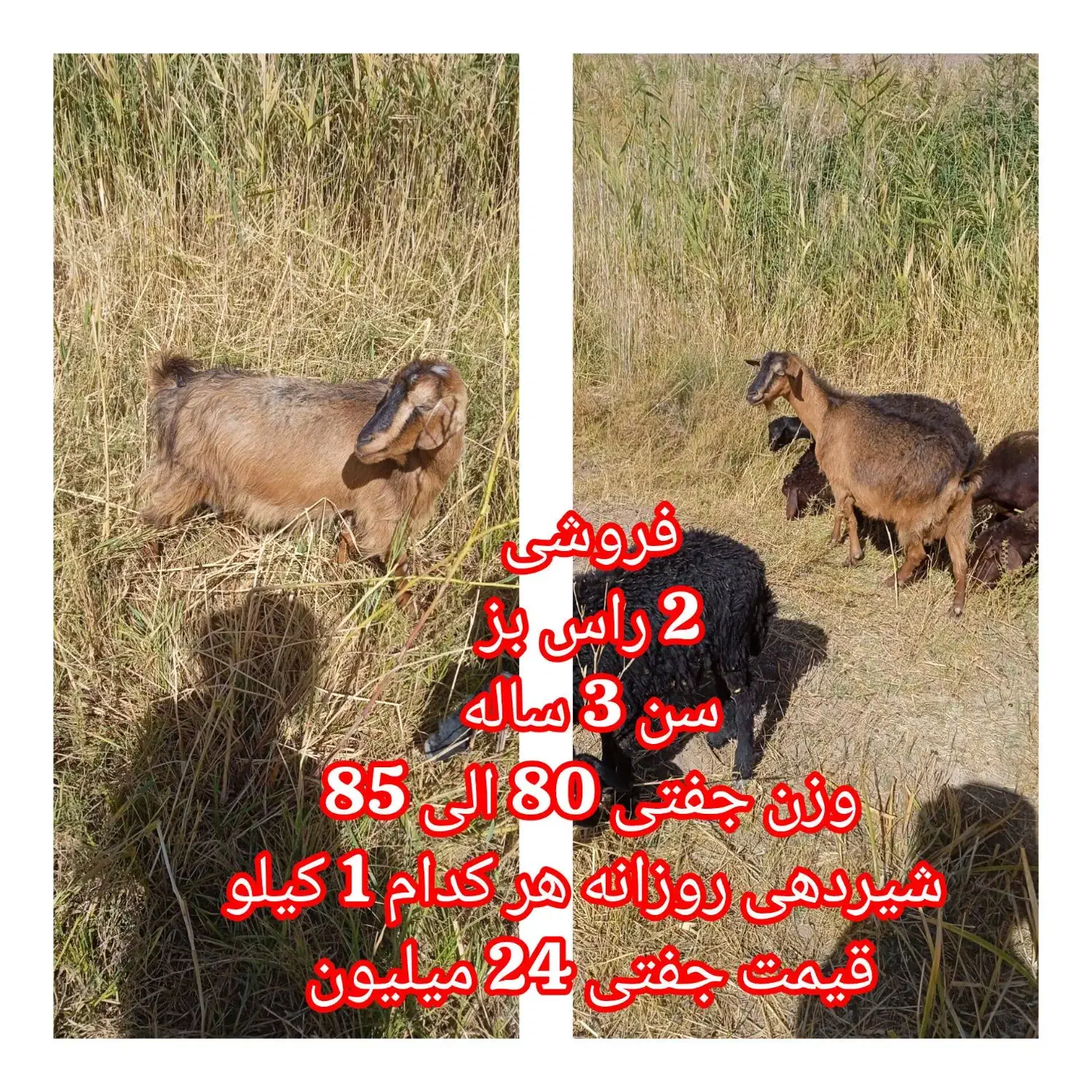 2 راس بز شیرده|حیوانات مزرعه|قیدار, |دیوار