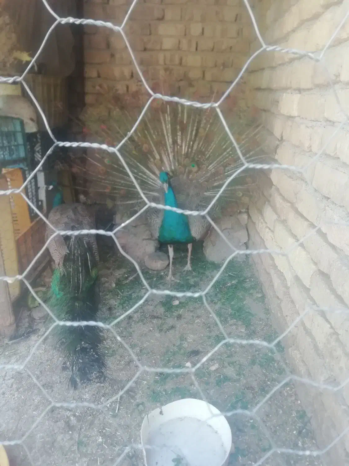 طاووس|پرنده|شیروان (خراسان), |دیوار
