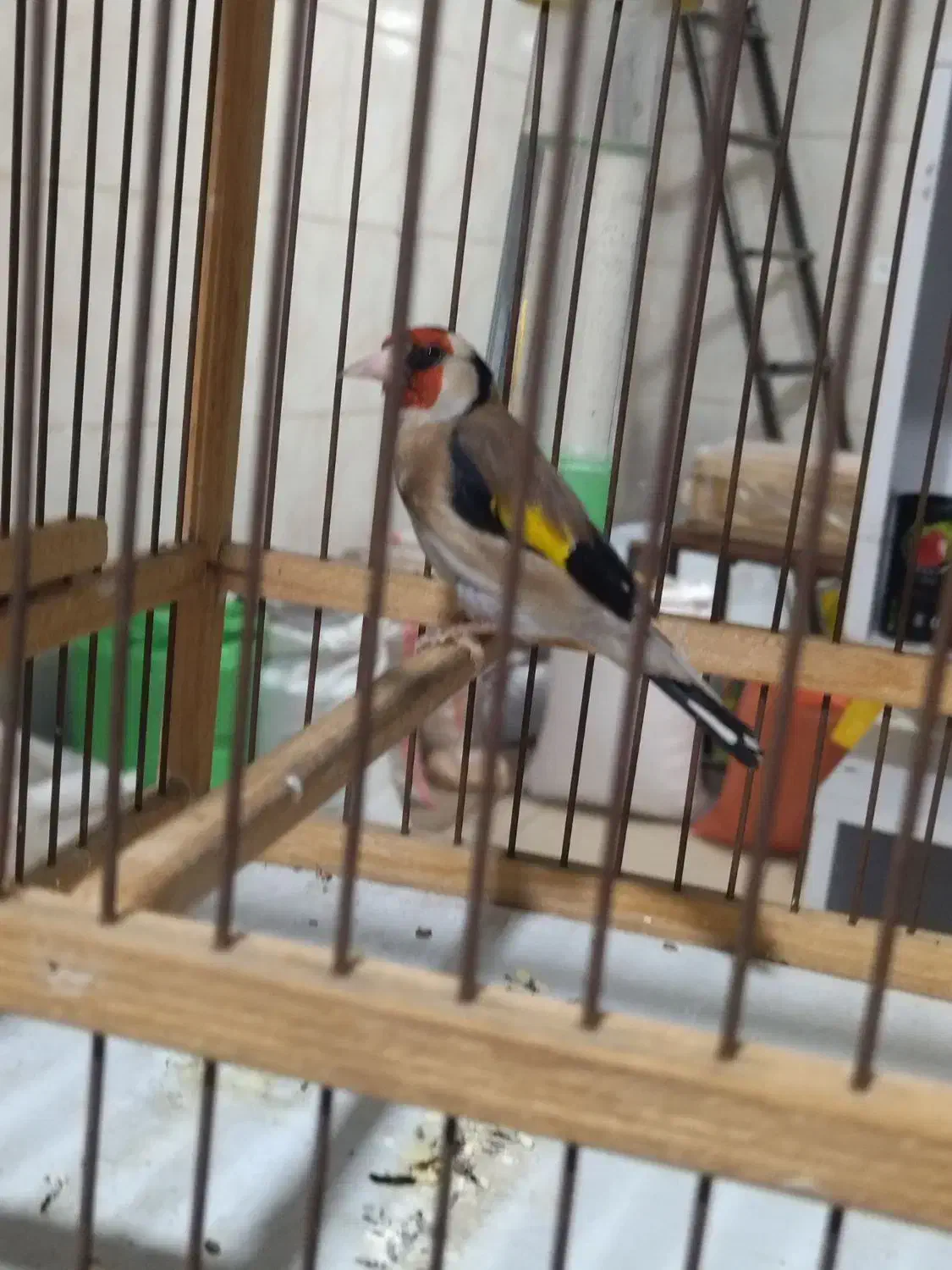 سهره نره|پرنده|نسیمشهر, |دیوار